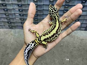 F-330 | BOLD STRIPE AFGHAN BLOOD LINE HET. TREMPER - BETINA OVUL
