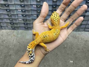 F-331 | EMERALD TANGERINE/ EMERINE POSSIBLE HET. TREMPER - BETINA