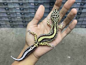 F-333 | BOLD STRIPE AFGHAN BLOOD STRIPE POSSIBLE HET. TREMPER - BETINA
