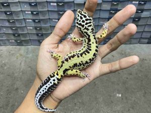 F-334 | BOLD STRIPE POSSIBLE HET. TREMPER - BETINA
