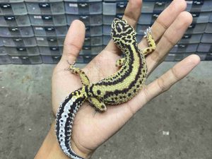 F-335 | BOLD STRIPE HET. TREMPER - BETINA