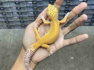 F-336 | ALBINO TREMPER EMERINE - BETINA OVUL