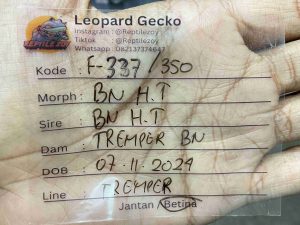 F-337 | BLACK NIGHT HET. TREMPER - BETINA (SHEDDING)