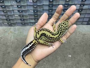 F-339 | BOLD STRIPE POSSIBLE HET. TREMPER - BETINA