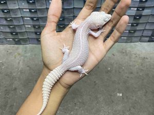 F-340 | ALBINO SUPER SNOW RAPTOR BLACK NIGHT - BETINA