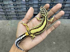 F-341 | BOLD STRIPE POSSIBLE HET. TREMPER - BETINA