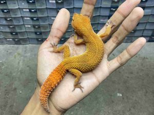 F-342 | SHTCTB POSSIBLE HET. TREMPER - BETINA (-)