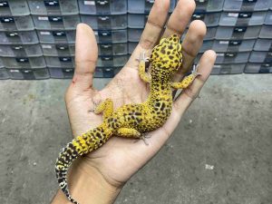 F-343 | TANGERINE POSSIBLE HET. TREMPER - BETINA