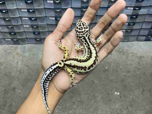 F-344 | BOLD STRIPE AFGHAN BLOOD LINE TEMBUS POSSIBLE HET. TREMPER - BETINA