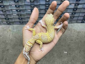 F-345 | ALBINO MACK SNOW RAPTOR BLACK NIGHT - BETINA