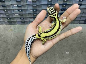 F-346 | BANDIT BOLD STRIPE HET. TREMPER - BETINA