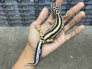 F-347 | BOLD STRIPE AFGHAN MOTIF TEBAL POSSIBLE HET. TREMPER - BETINA