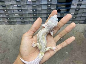 F-349 | BLIZZARD ECLIPSE POSSIBLE HET. DIABLO BLANCO - BETINA