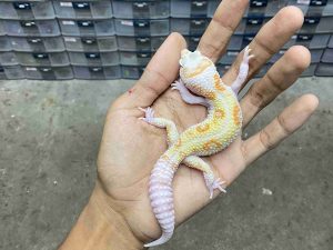 P-309 | ALBINO WHITE & YELLOW NEMO TREMPER HET. ECLIPSE - JANTAN