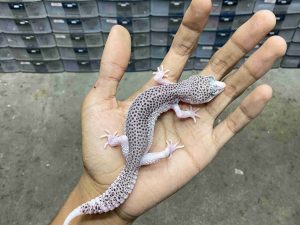 P-310 | PANDA/ PIED BLACK NIGHT/ SUPER SNOW ECLIPSE BLACK NIGHT POSSIBLE HET. TREMPER - BETINA