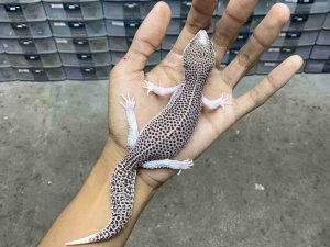P-311 | PIED/  SUPER SNOW ECLIPSE BLACK NIGHT HET. EMBER - BETINA
