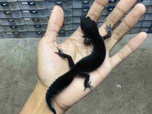 P-312 | BLACK NIGHT SOLID POSSIBLE HET. TREMPER - BETINA