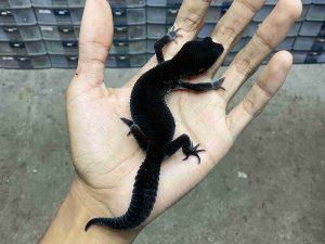 P-313 | BLACK NIGHT SOLID HET. MURPHY POSSIBLE HET. TREMPER - BETINA