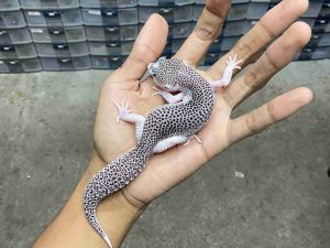 P-314 | PIED BLACK NIGHT/ SUPER SNOW ECLIPSE BLACK NIGHT HET. TREMPER - BETINA