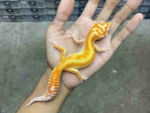 P-315 | ALBINO APTOR RED STRIPE - BETINA
