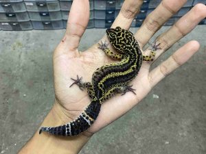 P-317 | BOLD STRIPE BLACK NIGHT POSSIBLE HET. TREMPER - BETINA