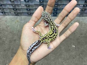 P-318 | MACK SNOW ECLIPSE BLACK NIGHT HET. TREMPER (SNAKE EYES) - BETINA