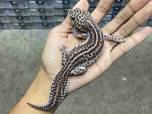 P-319 | SUPER SNOW ECLIPSE BOLD STRIPE MOTIF TEMBUS POSSIBLE HET. TREMPER - BETINA
