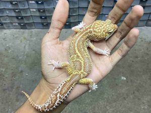 P-320 | ALBINO MACK SNOW RAPTOR BLACK NIGHT/ MACK SNOW RAPTOR PANDA - BETINA