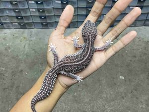 P-321 | SUPER SNOW ECLIPSE BOLD STRIPE HET. TREMPER - BETINA