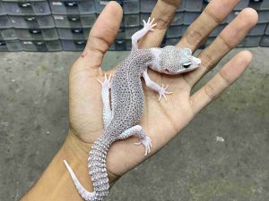 P-322 | PIED BLIZZARD POSSIBLE HET. TREMPER - BETINA