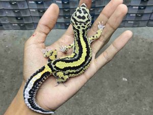 P-323 | BANDIT BOLD STRIPE TEMBUS POSSIBLE HET. TREMPER - JANTAN