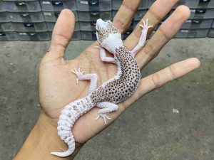 P-324 | SUPER PIED POSSIBLE HET. TREMPER - BETINA