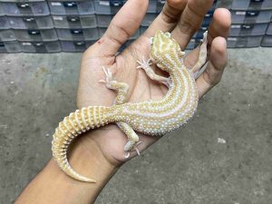 P-325 | ALBINO SUPER SNOW RAPTOR BLACK NIGHT POSSIBLE HET. TREMPER - BETINA