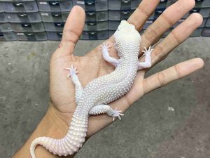 P-326 | SNOW DIBALO BLANCO - JANTAN