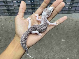 P-327 | SUPER SNOW ECLIPSE/ PIED HET. DIABLO BLANCO - BETINA
