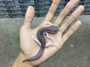 P-328 | PIED BLACK NIGHT/ SUPER SNOW ECLIPSE BLACK NIGHT/ PANDA HET. TREMPER - JANTAN