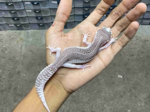 P-329 | SUPER SNOW ECLIPSE/ PIED BLACK NIGHT HET. TREMPER - JANTAN