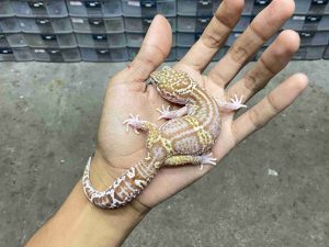 P-332 | ALBINO MACK SNOW RAPTOR BLACK NIGHT - BETINA