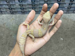 P-333 | ALBINO MACK SNOW BELL BLACK NIGHT - BETINA