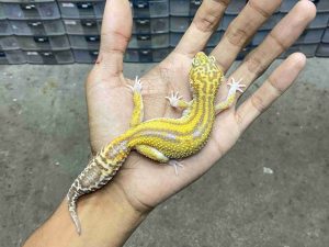 P-334 | ALBINO MACK SNOW RAPTOR BLACK NIGHT STRIPE - BETINA