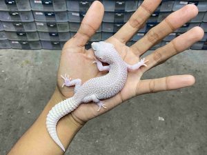 P-336 | PIED BLACK NIGHT ALBINO TREMPER POSSIBLE HET. MURPHY - BETINA