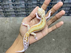 P-337 | WHITE & YELLOW RED STRIPE ECLIPSE HET. TREMPER - BETINA