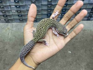P-338 | MACK SNOW ECLIPSE BLACK NIGHT HET. TREMPER BLIZZARD - BETINA
