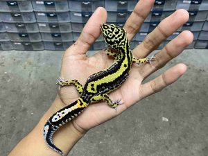 P-339 | BOLD STRIPE CARROT TAIL POSSIBLE HET. TREMPER - BETINA