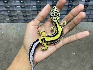 P-340 | BOLD STRIPE MOTIF TEMBUS POSSIBLE HET. TREMPER - JANTAN