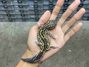 P-341 | MACK SNOW ECLIPSE BLACK NIGHT HET. TREMPER - BETINA
