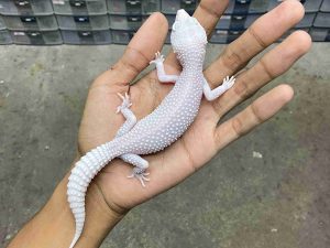 P-342 | ALBINO SUPER SNOW DIABLO BLANCO - BETINA
