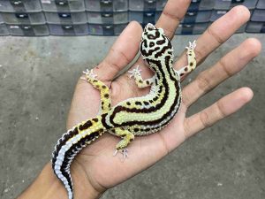 P-343 | BOLD STRIPE AFGHAN BLOOD LINE HET. TREMPER - BETINA