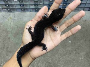 P-344 | BLACK NIGHT SOLID HET. TREMPER - JANTAN
