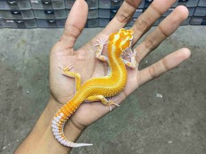 P-346 | ALBINO APTOR RED STRIPE POSSIBLE HET. ECLIPSE - BETINA